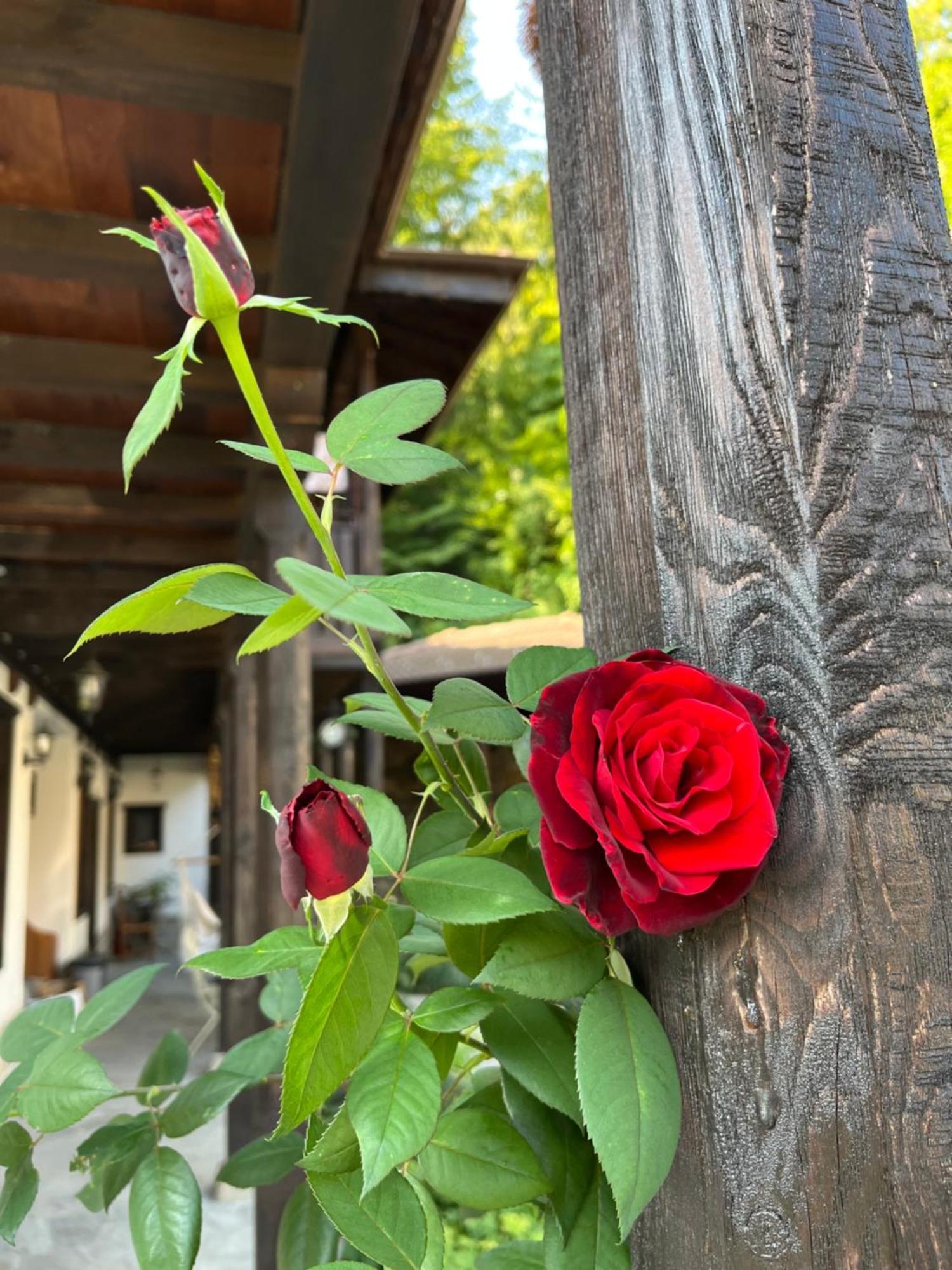 Verta House Tryavna Bagian luar foto